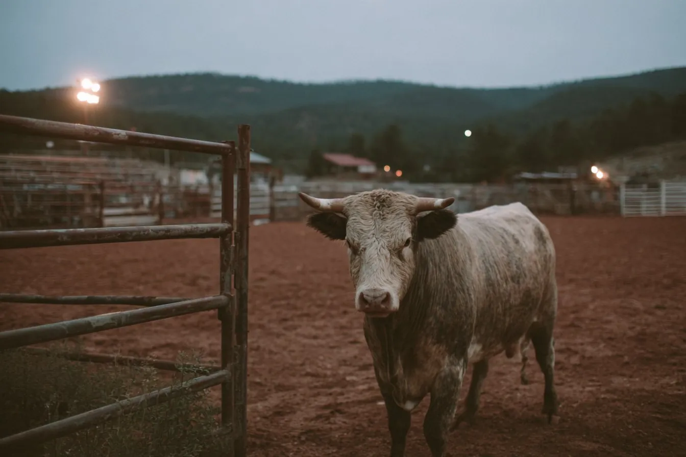Horned rodeo bull standing in a red dirt arena beside a steel gate at dusk with arena lights and pine hills behind